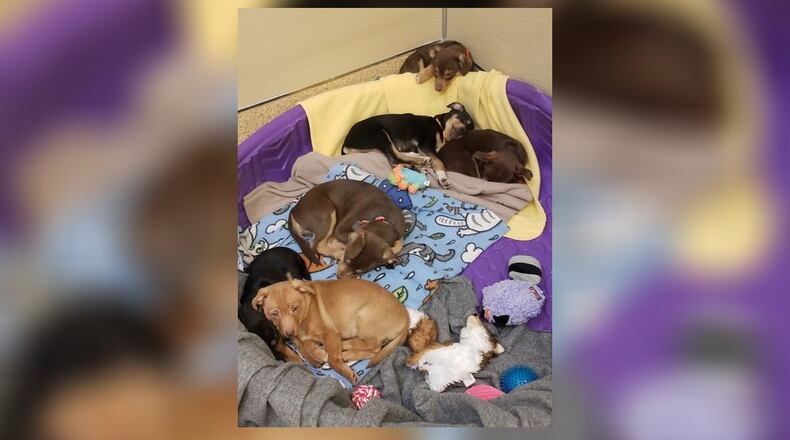 Several puppies at Animal Friends Humane Society are waiting to be adopted, says Tara Bowser, executive director. SUBMITTED PHOTO
