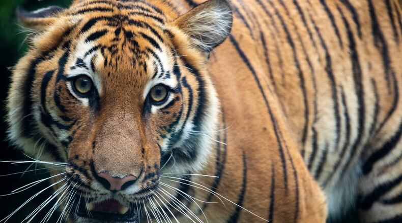 Photo courtesy the Cincinnati Zoo