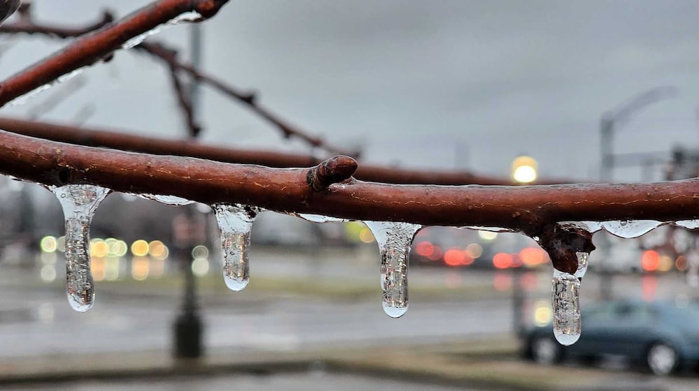 Ice on a Middletown tree Feb. 6, 2025. NICK GRAHAM, STAFF