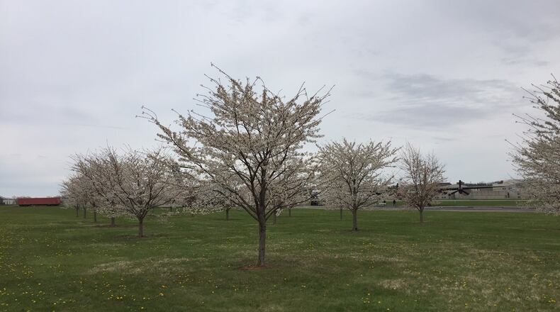 After the 2011 Japanese earthquake and subsequent tsunami destroyed Japan, Alex Hara, a Japanese-born businessman living in Beavercreek, inspired by America’s effort to help his native Japan decided to plant 1000 Japanese cherry trees around the Dayton area. Now, Hara has added 1,000 trees in Bellbrook.