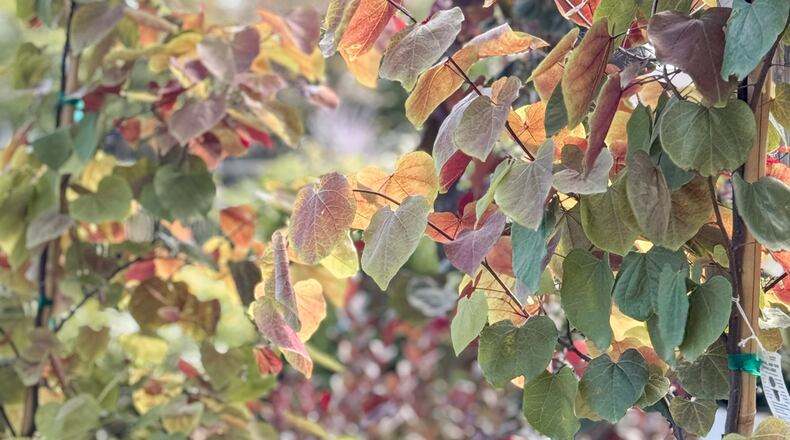 Maple trees should be planted in the fall because cool evening temps are great for the trees and shrubs. CONTRIBUTED