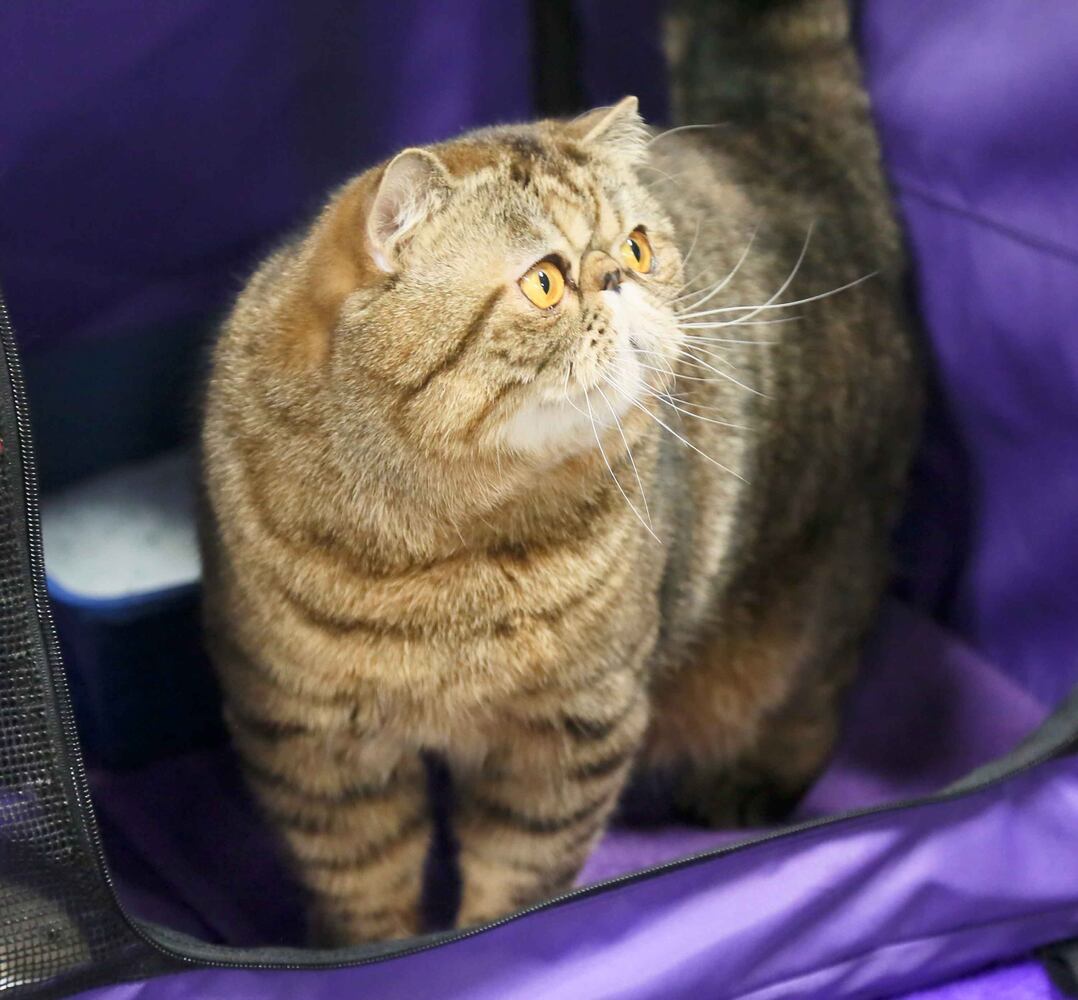 Cat Show at Butler County Fairgrounds