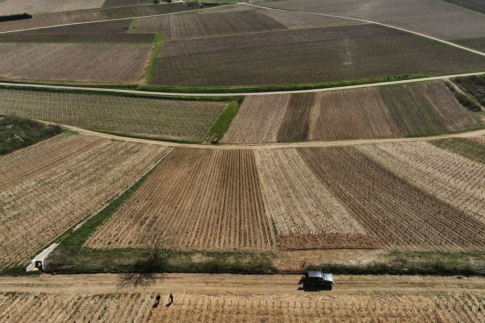 View of Chablis vineyards in Chablis, Burgundy region, eastern France, Thursday, April 3, 2025. (AP Photo/Thibault Camus)