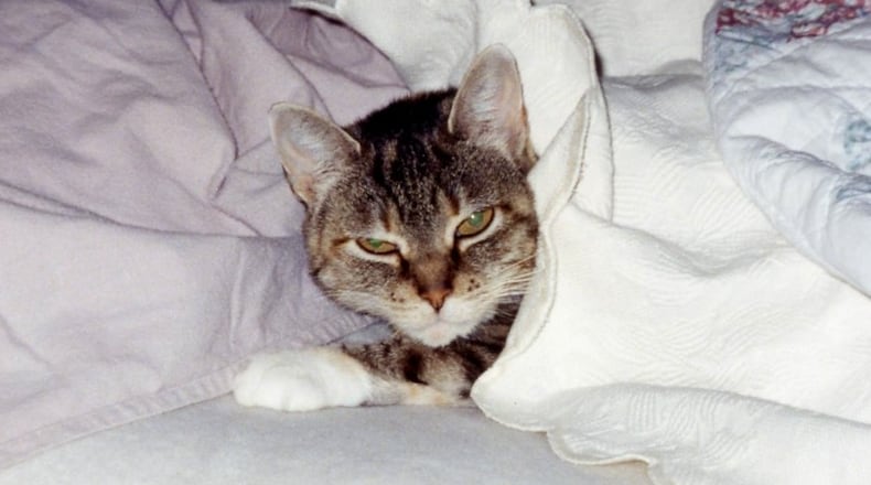 This photo is of Bailey, my family's first furry escape artist. KARIN SPICER/CONTRIBUTED