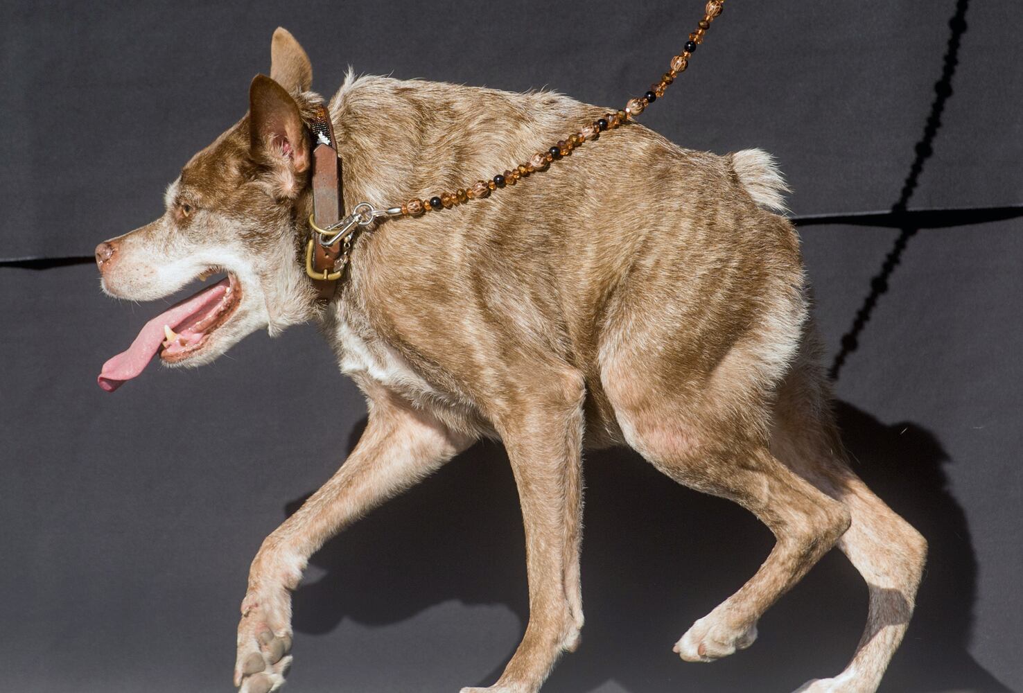 News hounds (7/9/15)