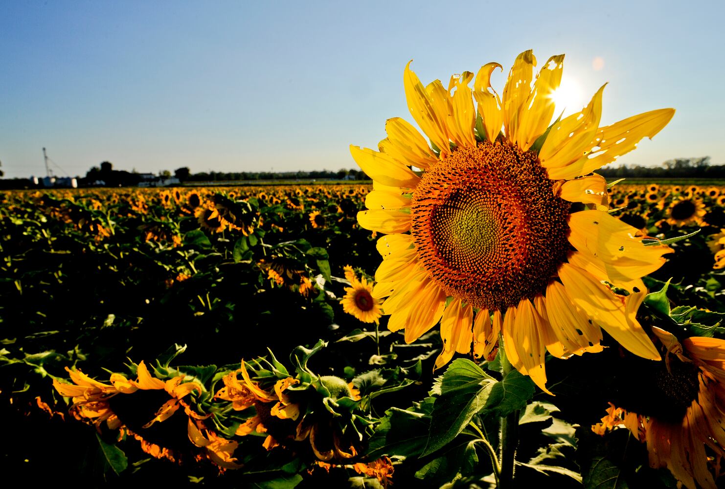Flower photos to make you think about warmer weather around the corner