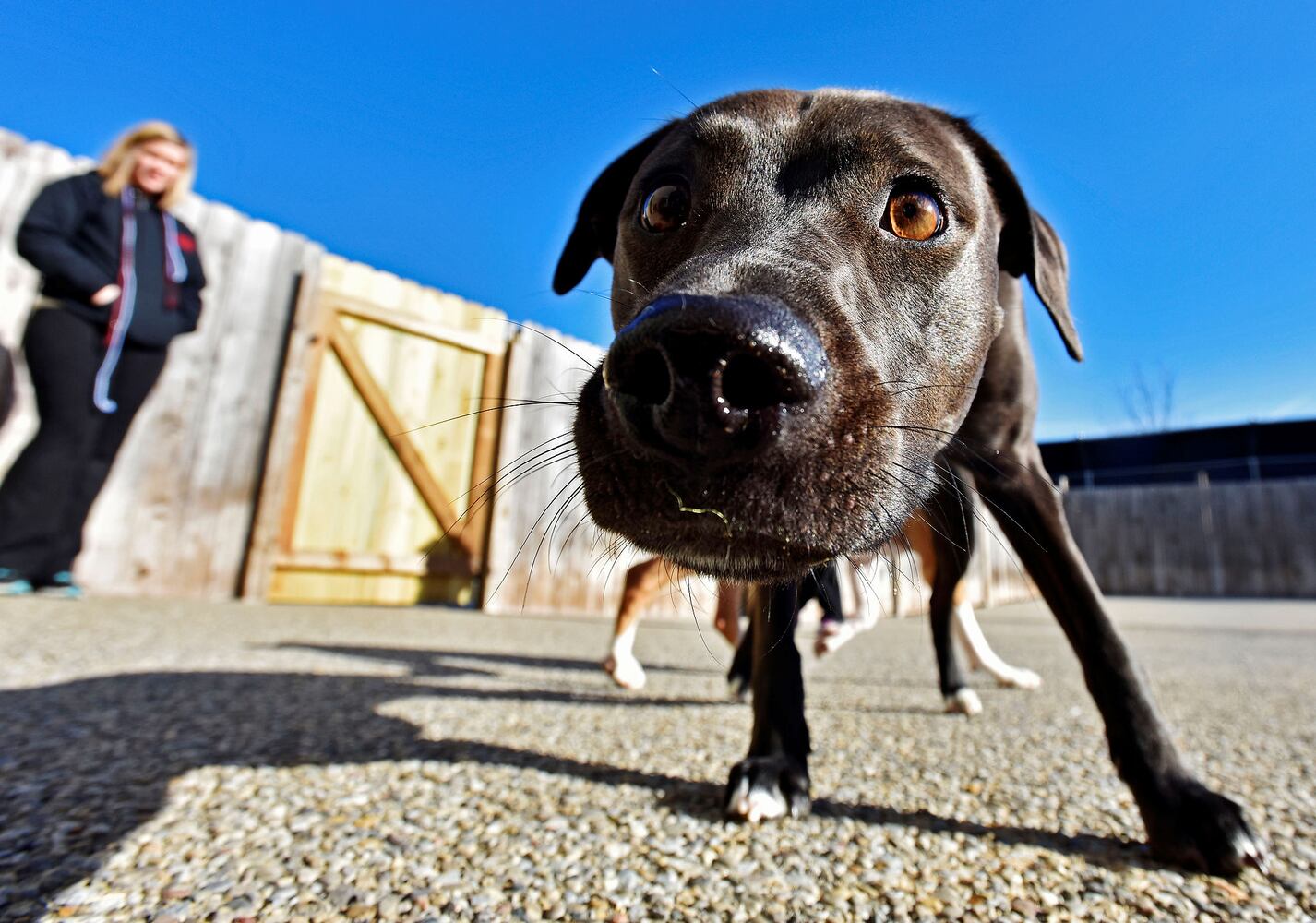 West Chester Pet Resort