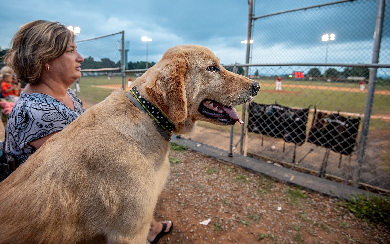 News hounds (7/30/15)