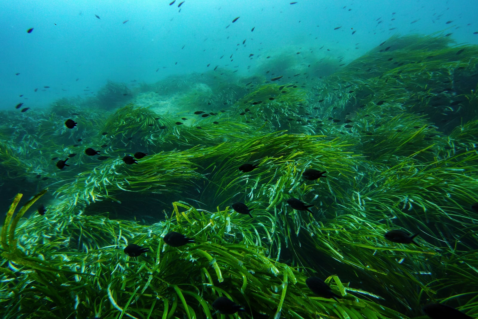 Fish swim in the protected area of France's Port-Cros National Park ahead of the U.N. Ocean Conference, Saturday, June 7, 2025, (AP Photo/Annika Hammerschlag)