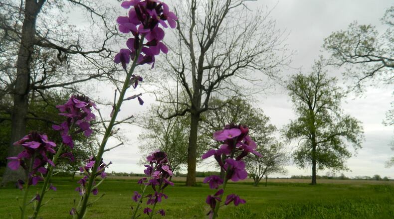 Flowers are seen amidst a cloudy sky on Sunday, May 5, 2013.