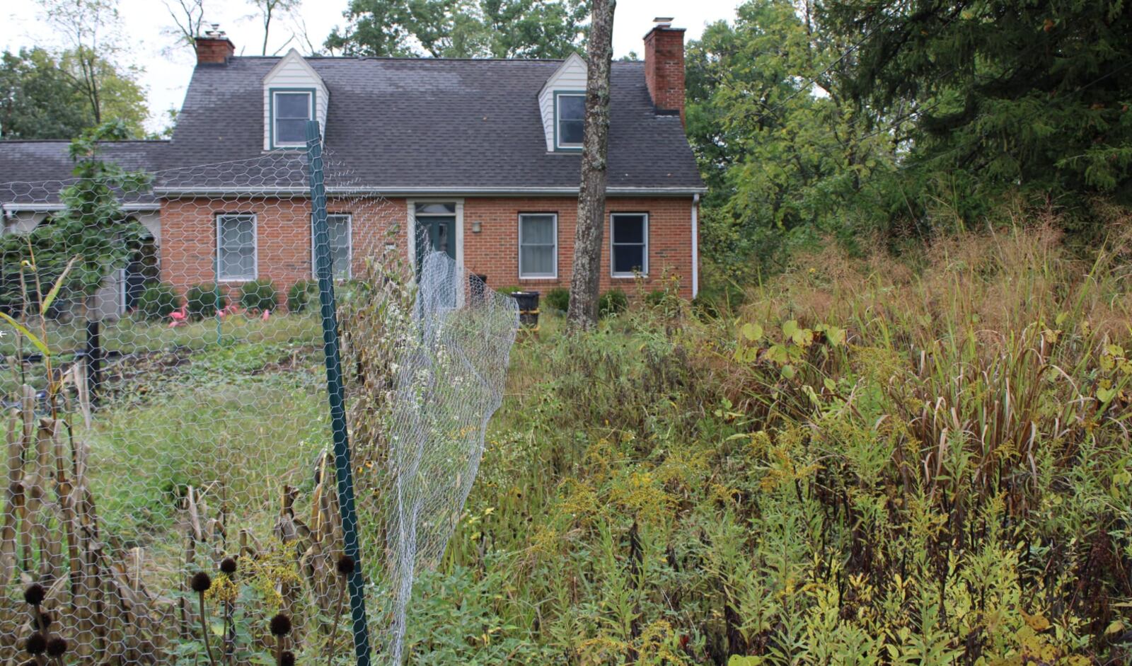 Natural lawns like Jon Ralinovsky’s serve many different purposes, fostering a native environment and eliminating the need to use harmful chemicals like those people sometimes use to maintain turf grass lawns. AUSTIN SMITH/OXFORD FREE PRESS