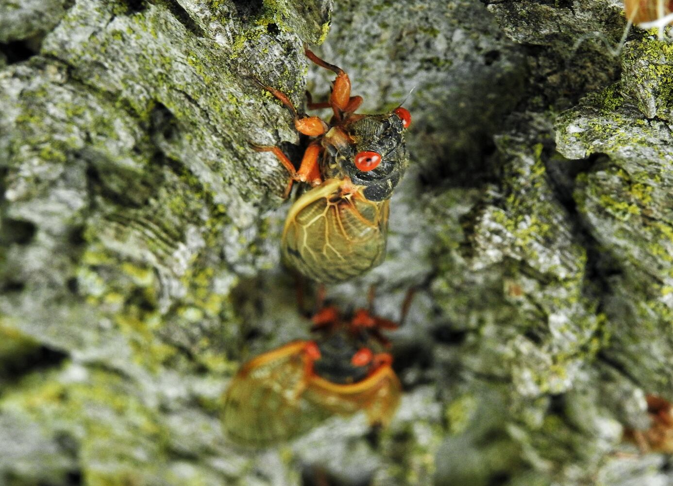052221 cicadas