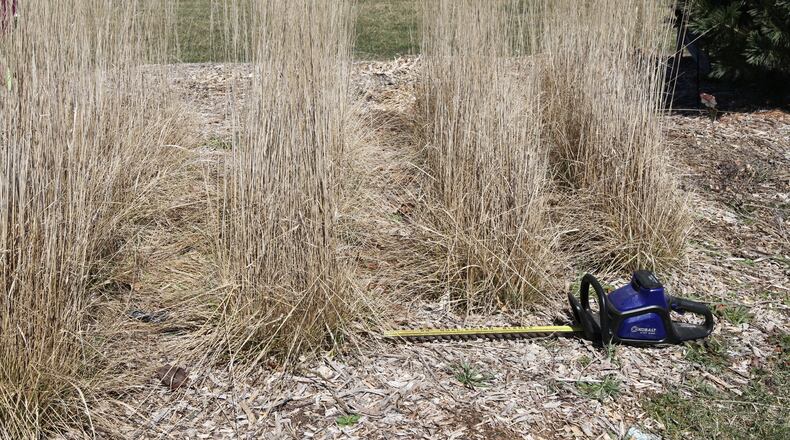 Electric hedge trimmers are perfect for cutting back ornamental grasses. CONTRIBUTED