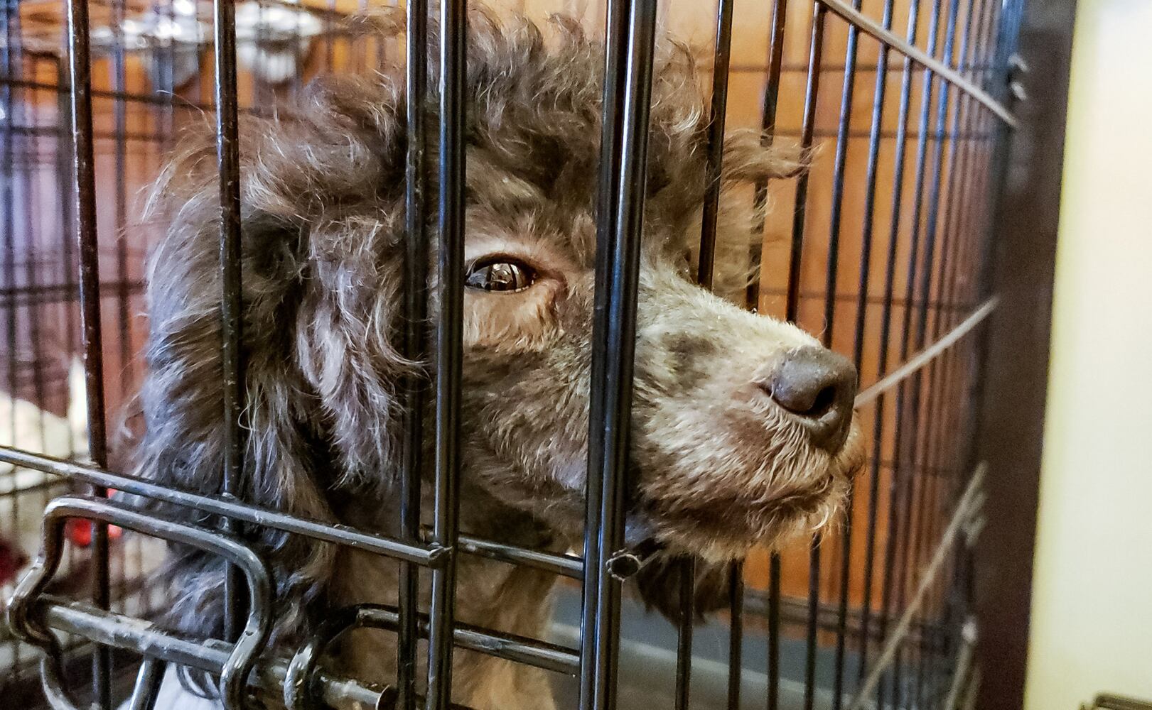 Humane Society of Warren County caring for 111 rescued poodles