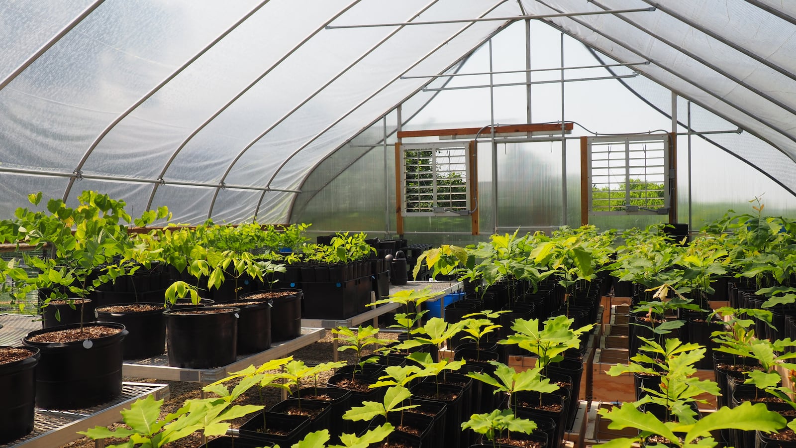 Hundreds of plants and trees are propagated in the MetroPark's greenhouse. BRYN DIPPOLD/STAFF