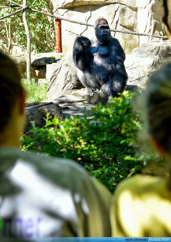 Gorilla Exhibit re-opens