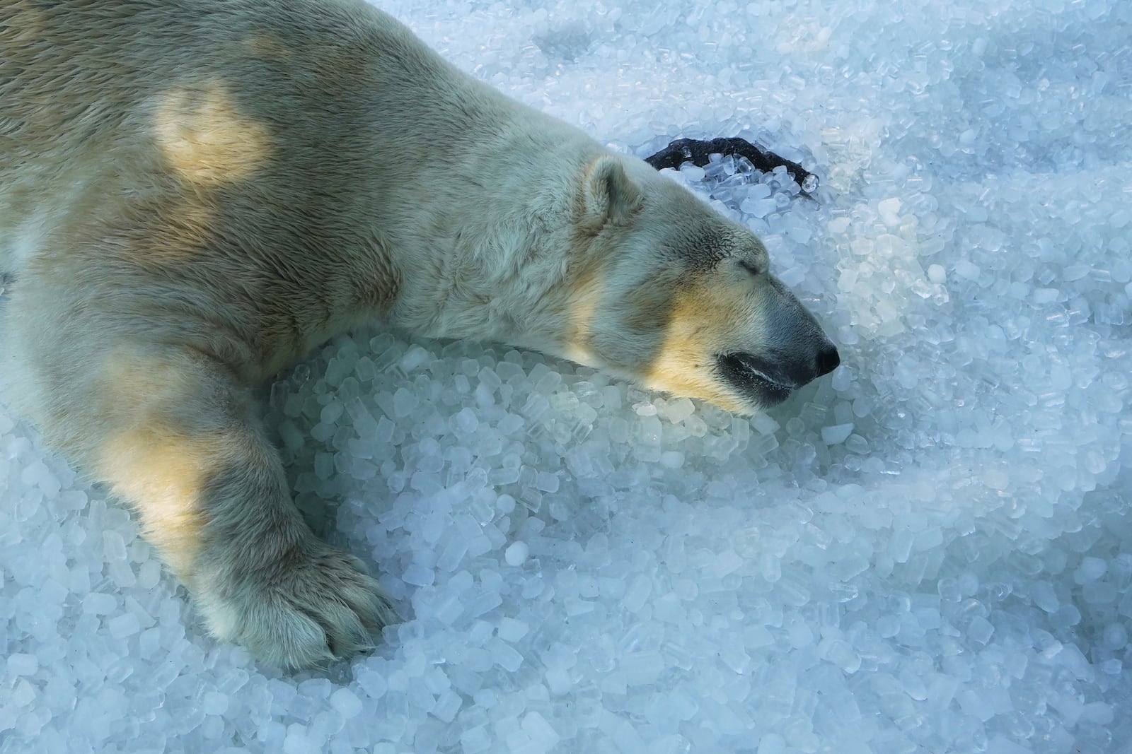 A polar bear cools down on a pile of ice that was brought to its enclosure on a hot and sunny day at the Prague zoo, Czech Republic, Tuesday, July 1, 2025. (AP Photo/Petr David Josek)