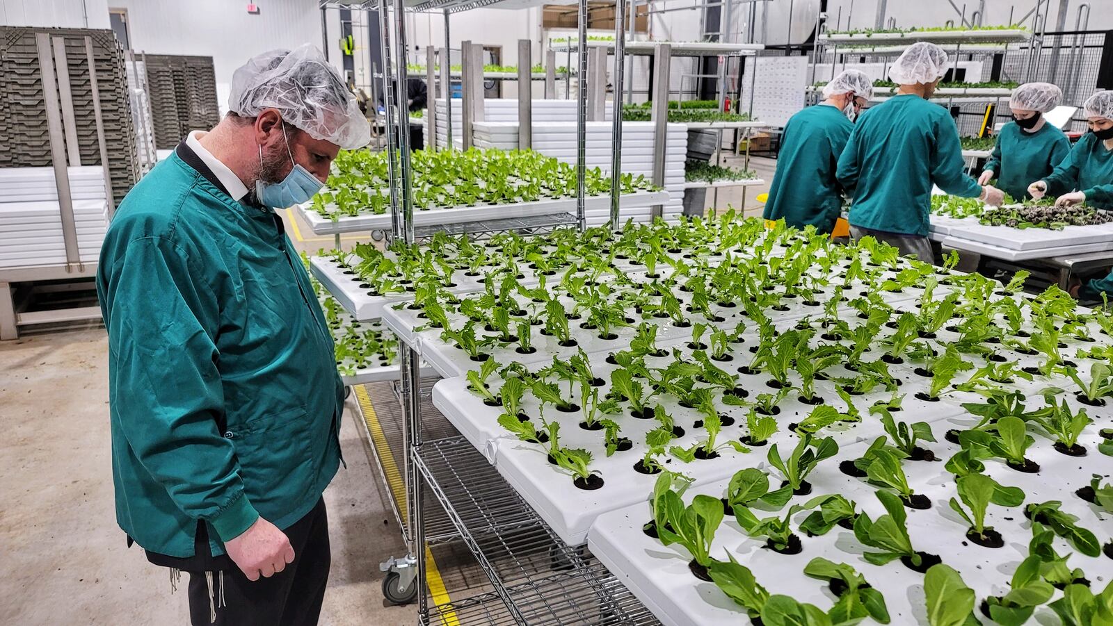 80 Acres Farms produce has been certified insect free and Pareve by Central Kosher. Rabbi Avrohom Weinrib inspected the facility Friday, March 12 and performed tests to verify products were insect free. NICK GRAHAM / STAFF