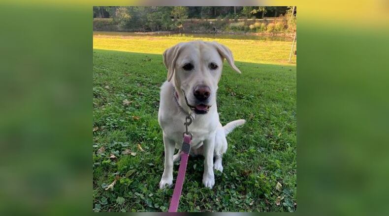 Amelia, a seven-year-old Labrador retriever from Springfield, is the grand prize winner of the Nationwide Dog Dugout sweepstakes.