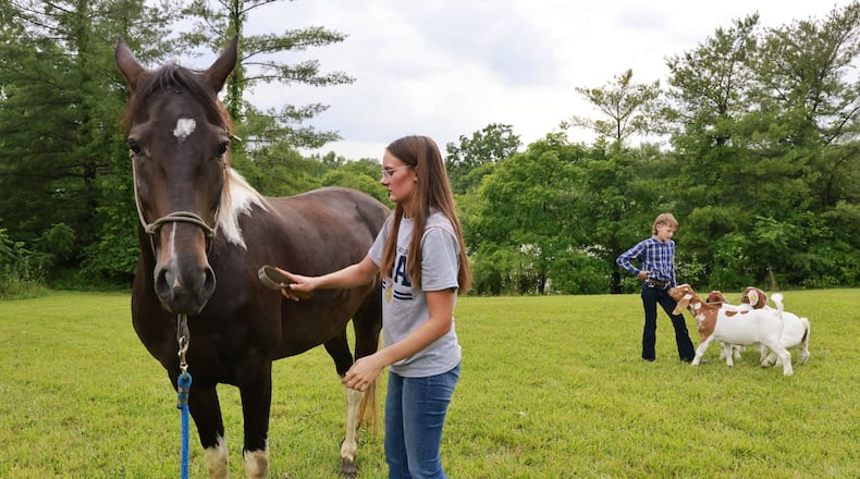 Makayla Krazl, 17, stands with her Tennessee walking horse, Milo, with her brother, Zack, 12, with goats at her house Tuesday, July 18, 2023 in Wayne Township. Makayla be showing her horse and goats and Zack will show goats at the Butler County Fair. NICK GRAHAM/STAFF