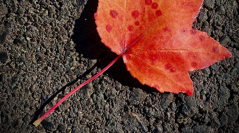 As the days grow shorter and the air gets cooler, Mother Nature has started pulling back the blanket of green foliage to reveal the bright reds, yellows, oranges and browns of autumn in Montgomery County. MARSHALL GORBY\STAFF