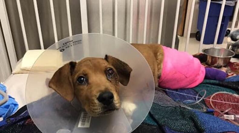 The Animal Friends Humane Society received a 3-month-old puppy March 13 that had been hit by a train in Hamilton. The society named him Trooper. CONTRIBUTED