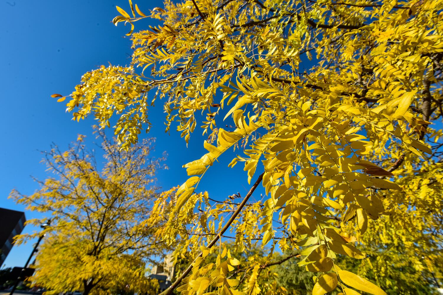 Fall colors October 2020