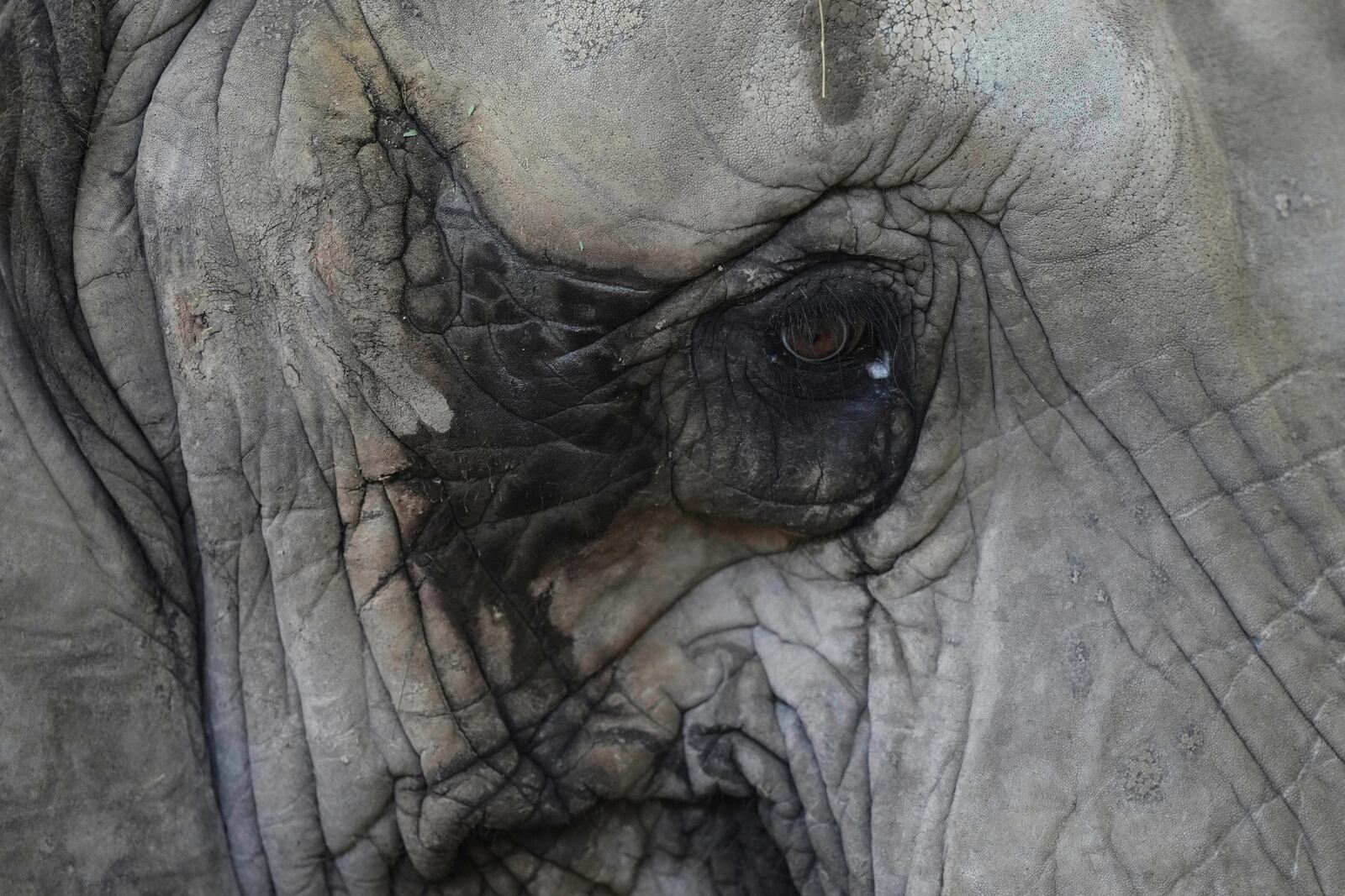 A female African elephant named Pupy stands in her enclosure at the Ecoparque in Buenos Aires, Argentina, Tuesday, March 25, 2025, as she is trained for her relocation to a sanctuary in Brazil. (AP Photo/Natacha Pisarenko)