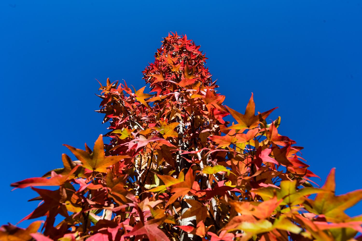 Fall colors October 2020