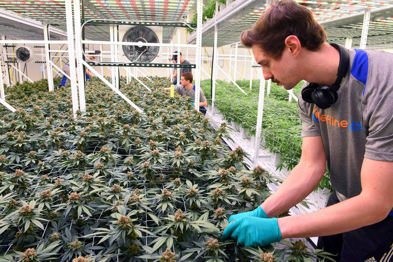 FILE - Cultivator Hunter Rogness prunes fan leaves from marijuana plants in the Leafline Labs grow center in Cottage Grove, Minn., Feb. 21, 2019. Legislation to legalize recreational marijuana for adults in Minnesota got a major rewrite in March 2023, with the addition of new language to regulate and protect the state’s burgeoning industry in low-potency edibles and drinkables. (Scott Takushi/Pioneer Press via AP, File)