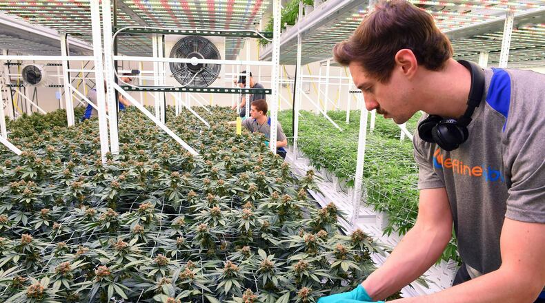 FILE - Cultivator Hunter Rogness prunes fan leaves from marijuana plants in the Leafline Labs grow center in Cottage Grove, Minn., Feb. 21, 2019. Legislation to legalize recreational marijuana for adults in Minnesota got a major rewrite Tuesday, March 14, 2023, with the addition of new language to regulate and protect the state’s burgeoning industry in low-potency edibles and drinkables. (Scott Takushi/Pioneer Press via AP, File)