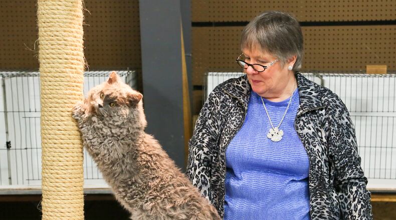 Pam Bassett of the Cat Fanciers’ Association judges the best of the Selkirk Rex breed during the 2016 the Cincinnati Cat Show in the Butler County Fairgrounds. This year’s event is April 15-16. GREG LYNCH / STAFF