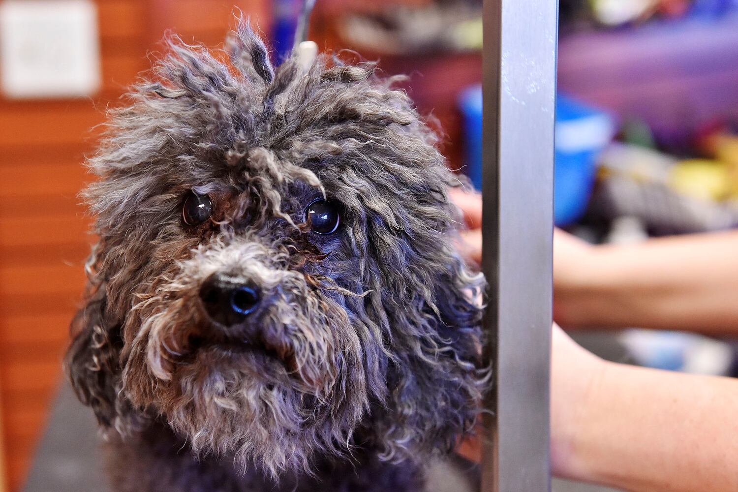 West Chester Pet Resort