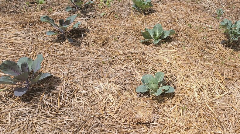 Straw can be used as a mulch to help hold moisture in the soil and prevent weeds.