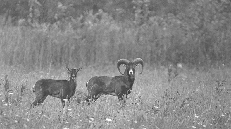 Wildlife stopped to see who was taking a photo of them on Stahlheber Road. JOURNAL-NEWS ARCHIVE PHOTOS