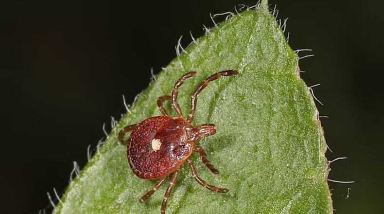 A lone star tick (Amblyomma americanum) found near Aden, Va. The tick can cause alpha-gal syndrome as well as carry other diseases, including ehrlichiosis, tularemia and Southern tick-associated rash illness. Judy Gallagher via Wikimedia. CREATIVE COMMONS