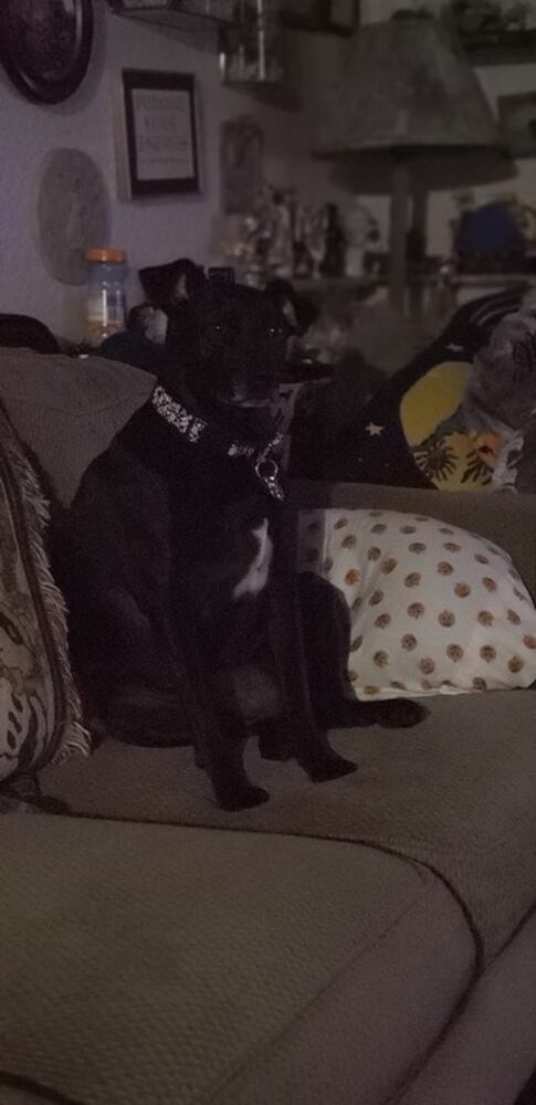 PHOTOS Readers respond to National Black Dog day post with pictures of their pets.