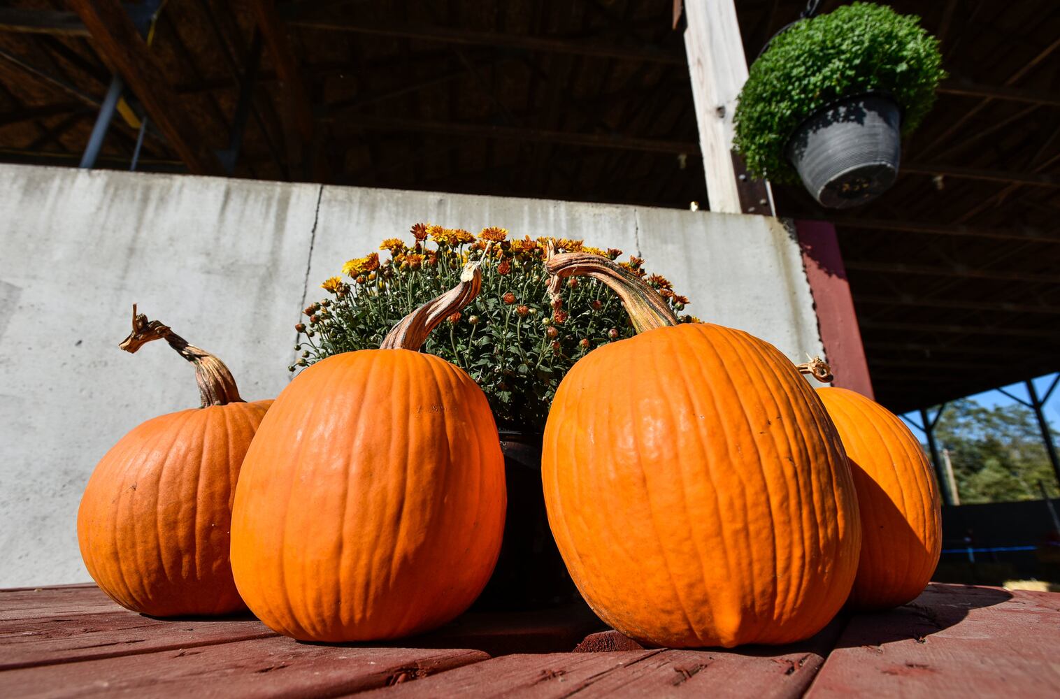 Jackson Family Farm offers visitors a chance to learn about farm life