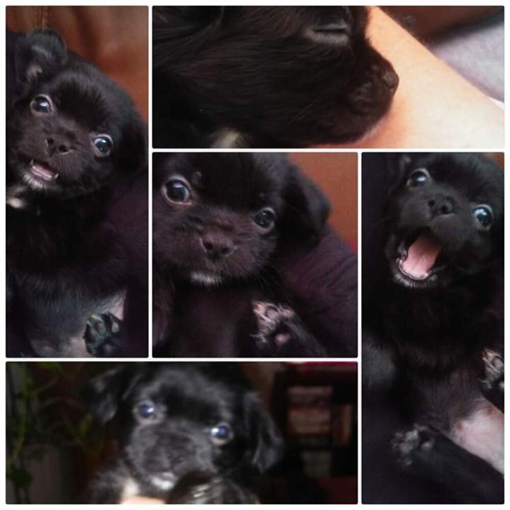 PHOTOS Readers respond to National Black Dog day post with pictures of their pets.