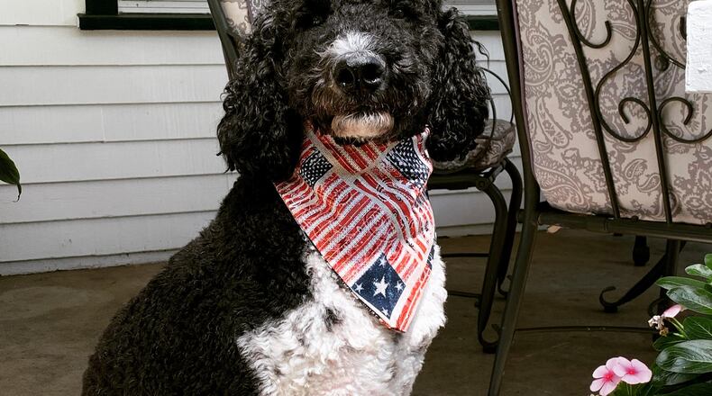 "Louis" is dog of Dayton Mayor Nan Whaley and Sam Braun. CONTRIBUTED