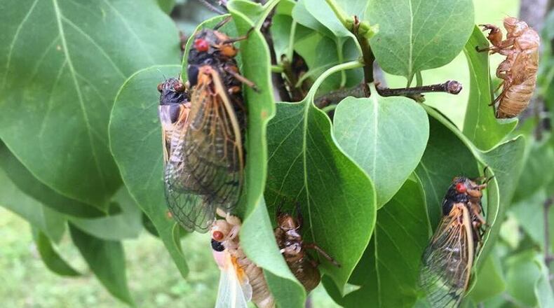 Cicadas in various stages of development are shown near Vandalia. Photo contributed by Aja Haywood