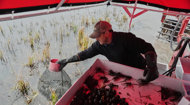 Josh Courville replaces a crawfish trap while harvesting Wednesday, Jan. 21, 2026, in Kaplan, La. (AP Photo/Joshua A. Bickel)