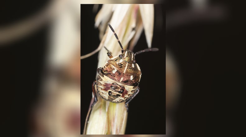 A brown marmorated stink bug.