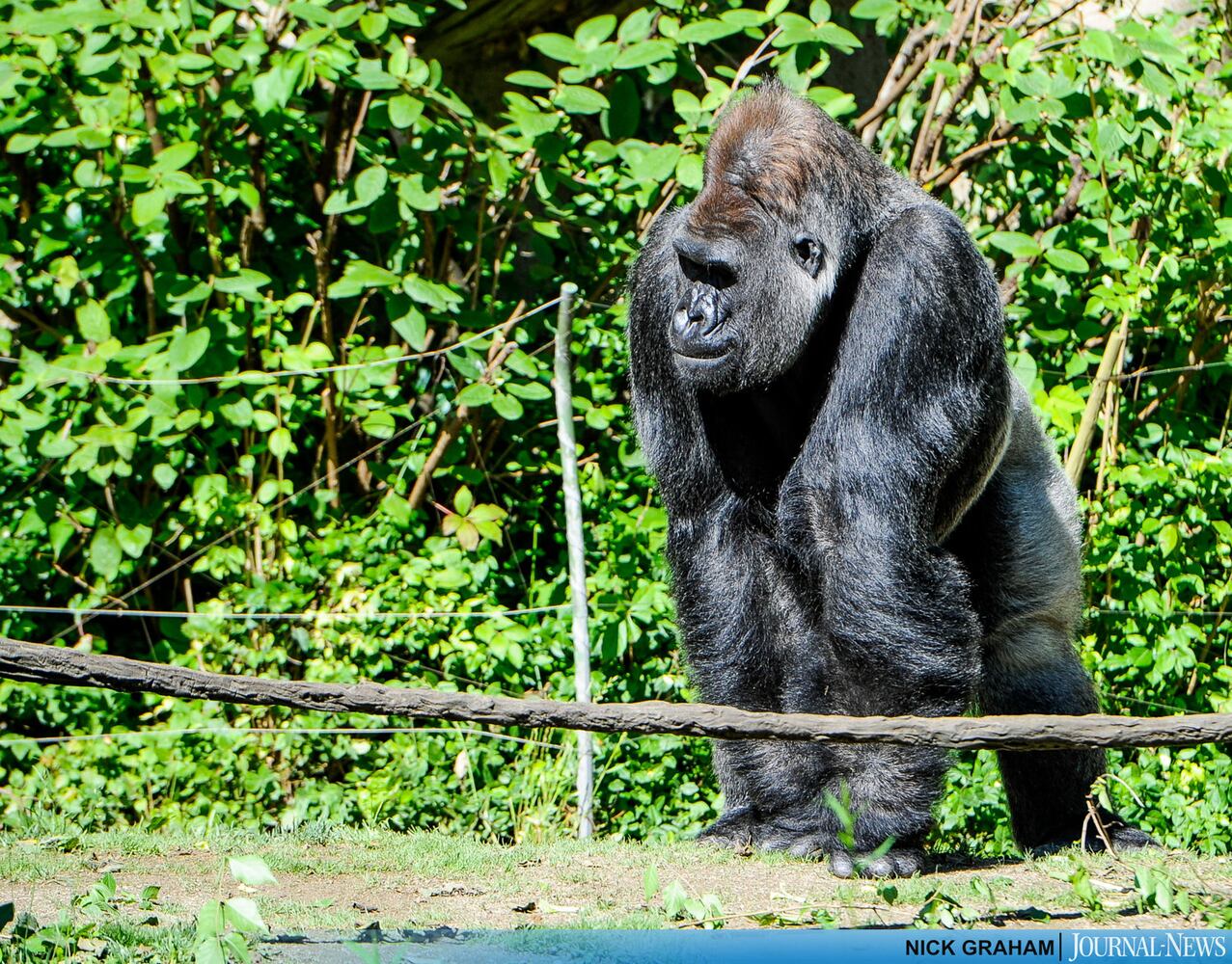 Gorilla Exhibit re-opens