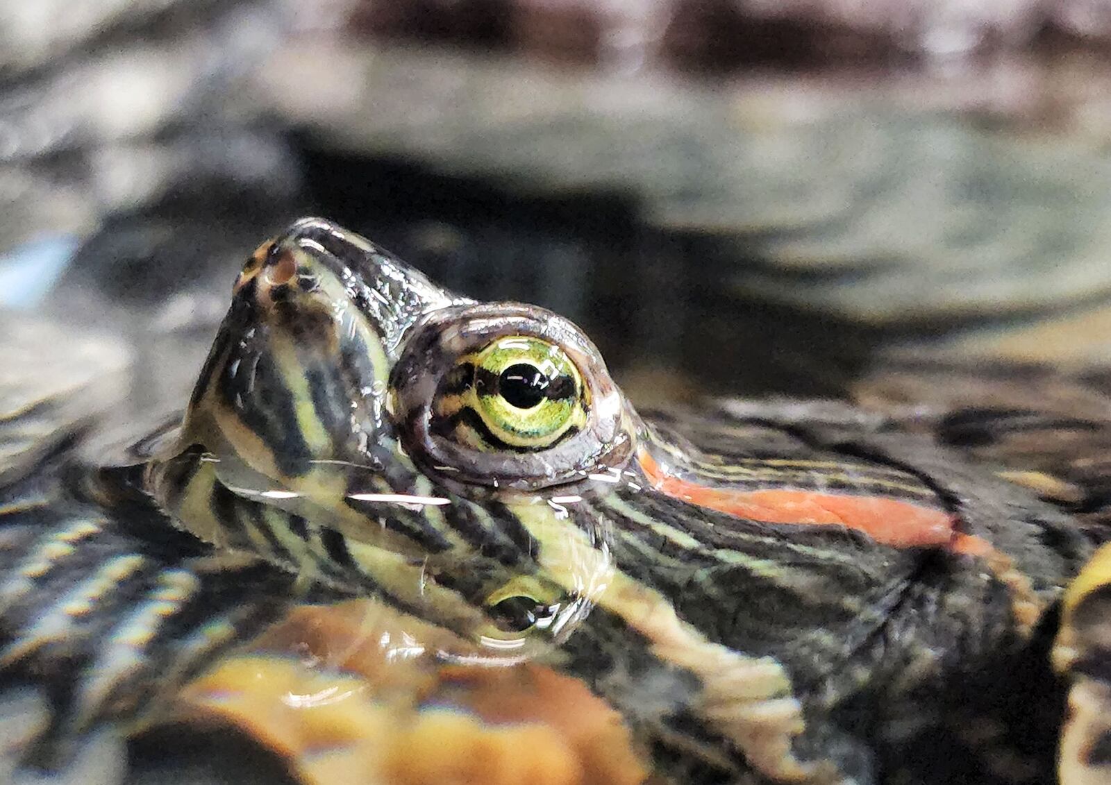 A red eared slider turtle swims in an aquarium the new nature center at Hueston Woods State Park. The new building features interactive displays, aquariums with fish and reptiles, a pollinator habitat and more. NICK GRAHAM/STAFF