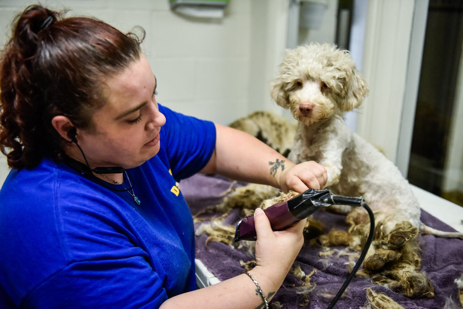Humane Society of Warren County caring for 111 rescued poodles