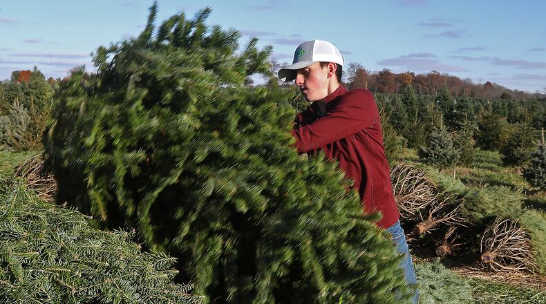 Ian Spence loads cut trees on a trailer at Carl and Dorothy Young's Cut Your Own Christmas Tree Farm Friday. BILL LACKEY/STAFF