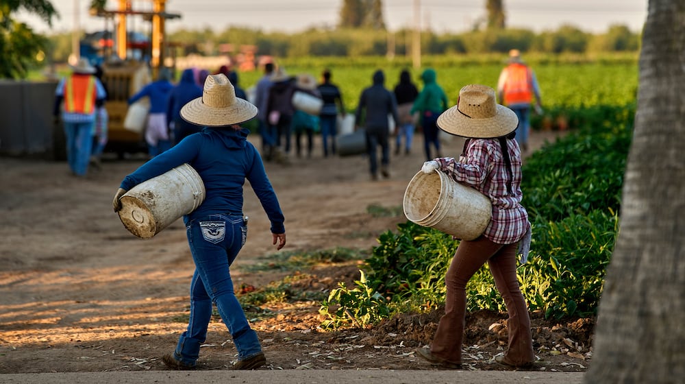 FILE - Migrant farmworkers head to pick crops on an early morning in Fresno, Calif., on July 18, 2025. (AP Photo/Damian Dovarganes, File)