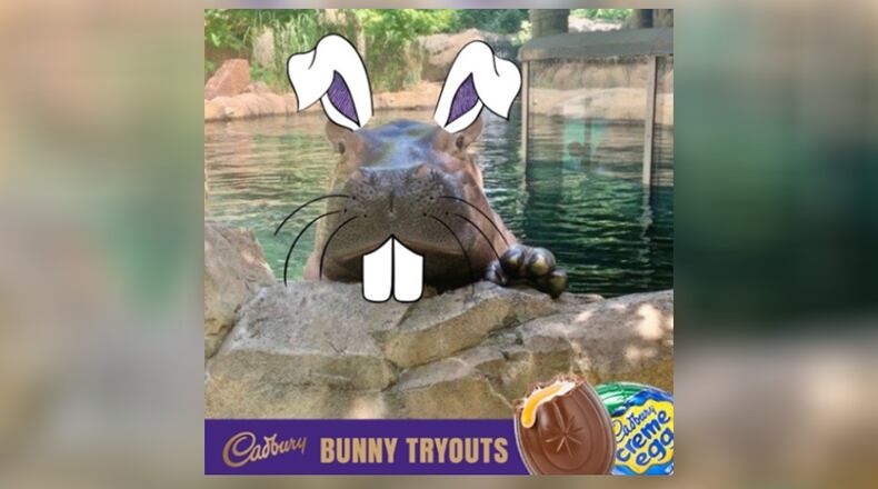 Fiona the hipoo is in the running to be the next Cadbury bunny. Photo courtesy the Cincinnati Zoo and Botanical Garden.