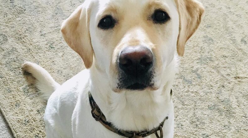 Dexter: “Please, mom, can I have a cookie?” DEANNA BLOOMER/CONTRIBUTED